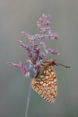 Duinparelmoervlinder - Niobe Fritillary - Argynnis niobe 