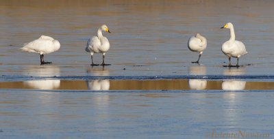 Wilde Zwaan - Whooper Swan - Cygnus cygnus