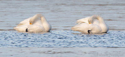 Wilde Zwaan - Whooper Swan - Cygnus cygnus