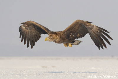 Zeearend - White-tailed Eagle - Haliaeetus albicilla