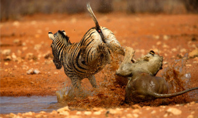 The Struggle For Life (Lion and Zebra)