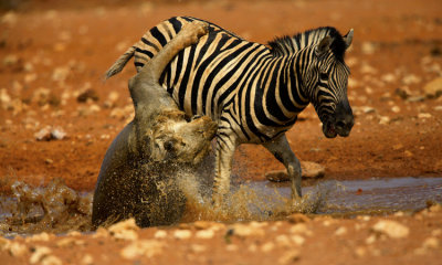 The Struggle For Life (Lion and Zebra)