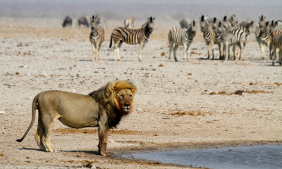 Master of the Water Hole (Lion)