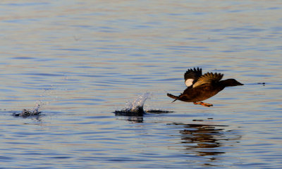 White-winged Scoter (f)