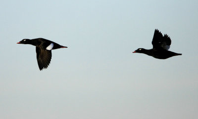 White-winged Scoter (m)