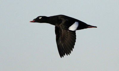 White-winged Scoter (m)
