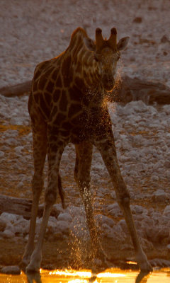 Antelope, Zebras, Rhinos and Elephants of Namibia