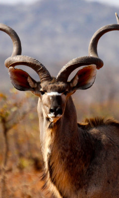 Magnificent, Greater Kudu (m)