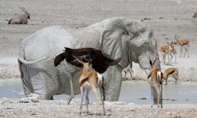 Ostrich w Springbok, Elephant