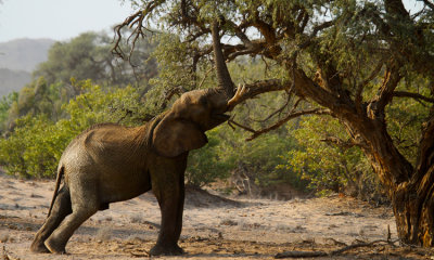 Modifying the environment (Desert elephant, Namibia)