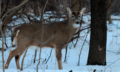 White-tailed buck (antlers recently shed) 