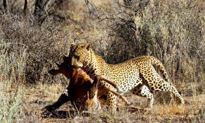 Leopard with Gemsbok calf