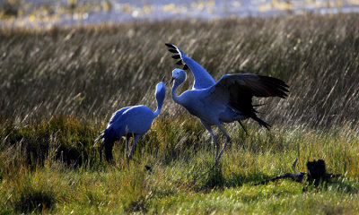 Wildlife of South Africa