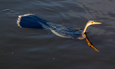 Anhinga (m)