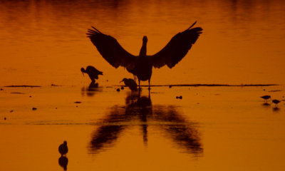 White Pelican