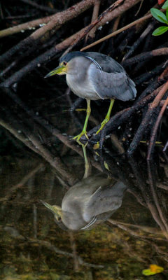 Black Crown Night Heron