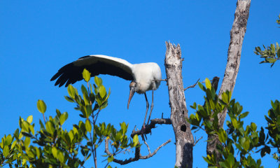 Wood Stork