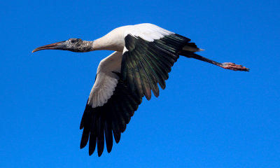 Wood Stork