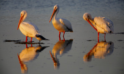 White Pelican