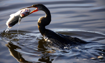 Anhinga (m) with fish