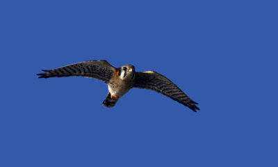 Kestrel