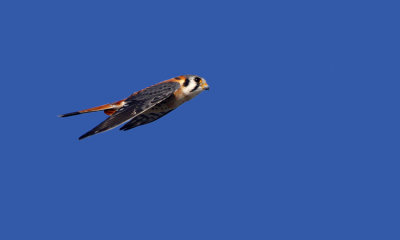 Kestrel