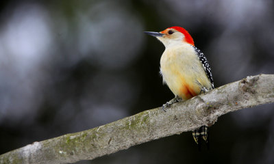 Red-bellied Woodpecker