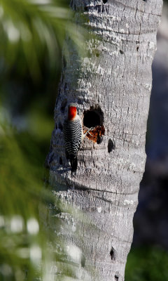 Red-bellied Woodpecker