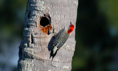 Red-bellied Woodpecker