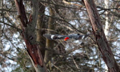 Red-bellied Woodpecker