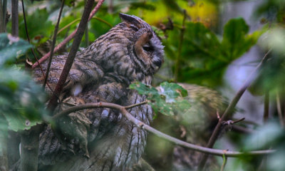 Short-Eared Owl