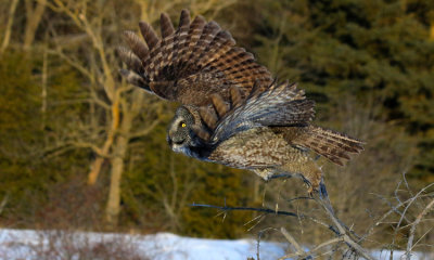 Forest Ghost, Great Gray Owl