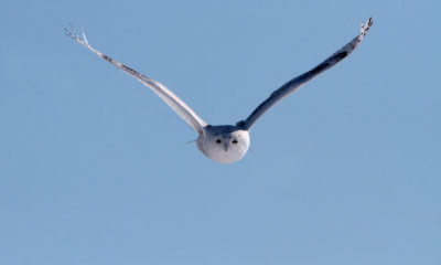 Snowy Owl