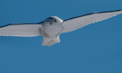 Snowy Owl