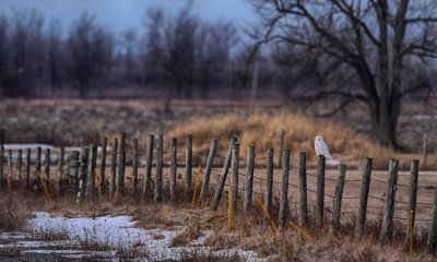 Snowy Owl