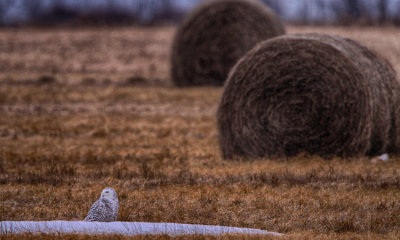Snowy Owl