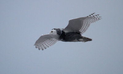 Snowy Owl