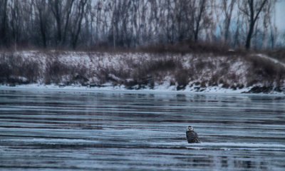 Snowy Owl
