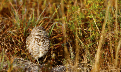 Burrowing Owl