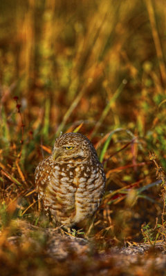 Burrowing Owl