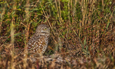 Burrowing Owl