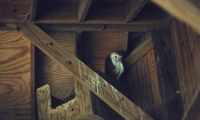 Barn Owl