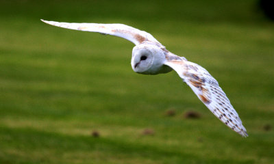 Barn Owl