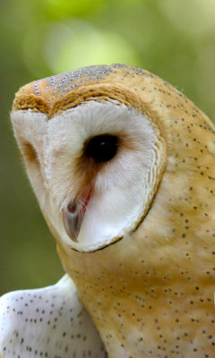 Barn Owls