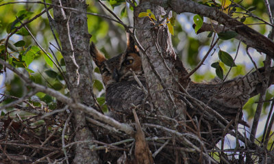Great Horned OwlG