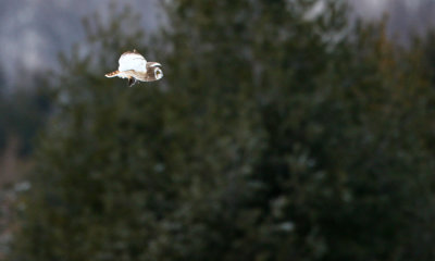 Short-eared Owl
