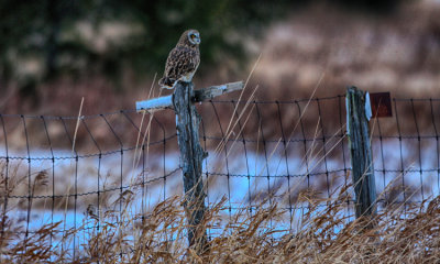 Short-eared Owl