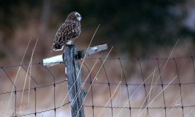 Short-eared Owl