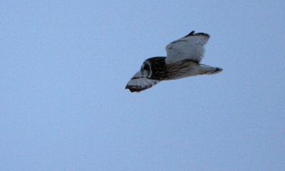 Short-eared Owl