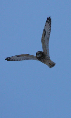 Short-eared Owl